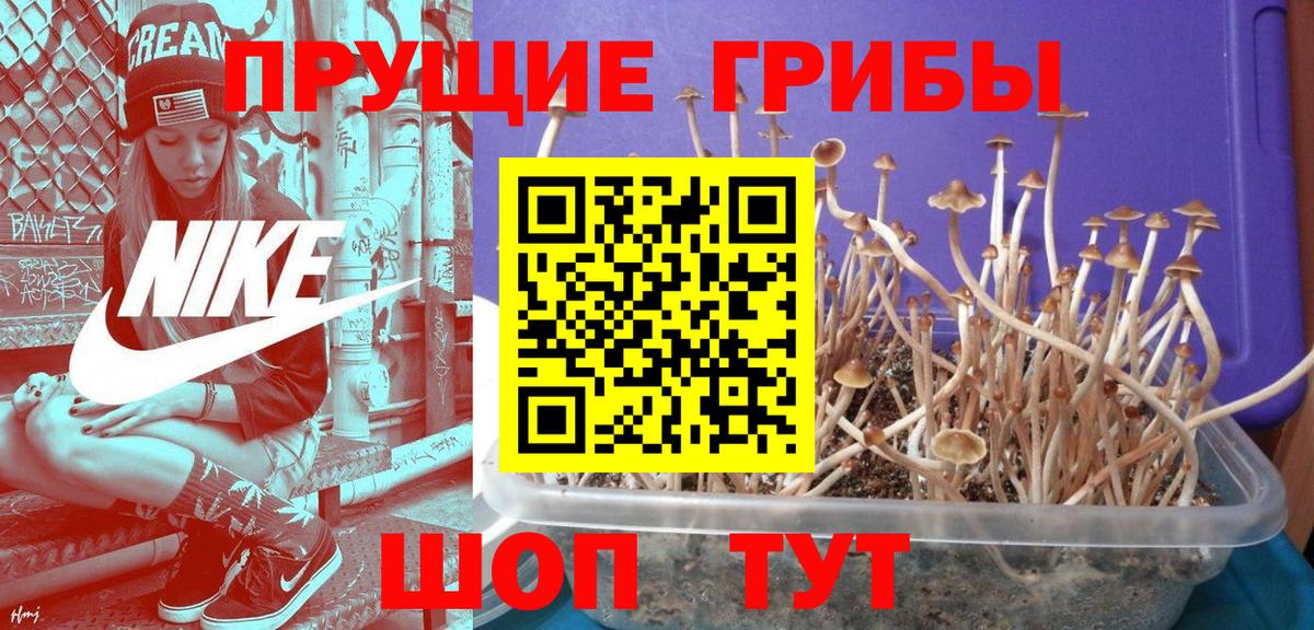 Скопин  Псилоцибиновые грибы Psilocybine cubensis  магазин продажи   Вход с VPN 